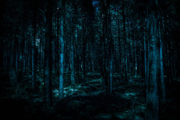 Beautiful night landscape shot in scary forest. Magical lights sparkling in mysterious pine forest at night. Long exposure shot