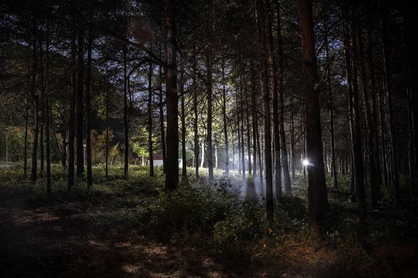 Magische Lichter funkeln in geheimnisvollen Kiefernwald in der Nacht. — Stockfoto