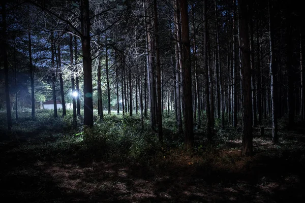 Luzes mágicas brilhando em misteriosa floresta de pinheiros à noite . — Fotografia de Stock