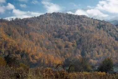 Gün batımında güzel bir sonbahar ormanı. Azerbaycan Doğası