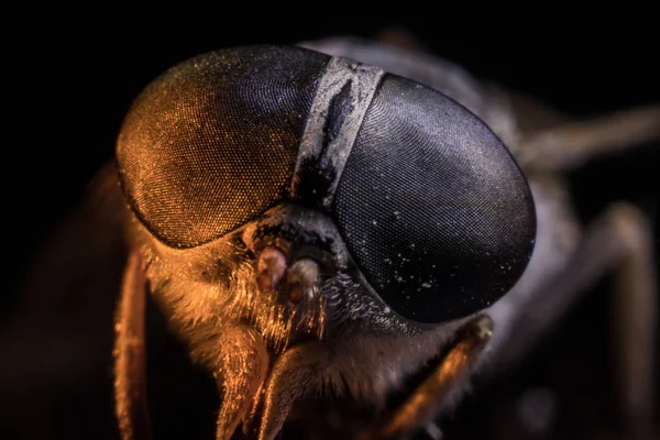 Vegyes fény. Lólégy vagy Gadfly vagy Lólégy Diptera rovar Macro. Szelektív fókusz. — Stock Fotó