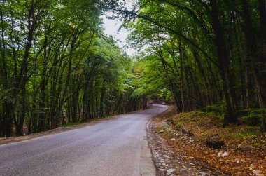 Günbatımında asfalt dağ yolu olan renkli sonbahar ormanıyla muhteşem bir manzara. Sonbaharda akşamları boş yollar, ağaçlar ve güneş ışığı olan güzel bir manzara. Seyahat geçmişi. Doğa