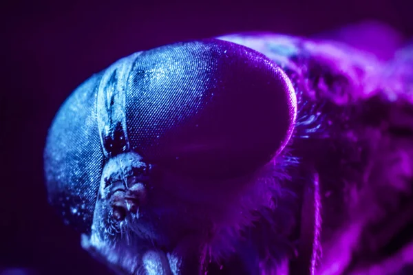 Farfalla Gadfly Horse Fly Diptera Insetto Macro Concentrazione Selettiva Luce — Foto Stock