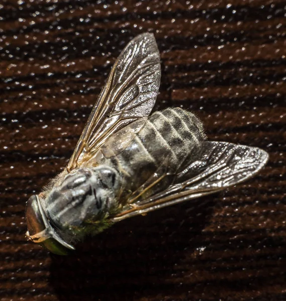 Mosca Gadfly Mosca Cavalo Diptera Insect Macro Foco Seletivo Luz — Fotografia de Stock