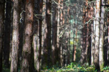 Orman Ağaçları ve Orman Ağaçları Ormanda Gün Batımında Ağaç Dalları 'ndan akıyor. Azerbaycan 'da Sonbahar Doğası