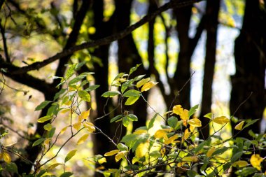Güneş ışığıyla parlayan görkemli sonbahar ağaçları. Kırmızı ve sarı sonbahar yaprakları. Dramatik bir sahne. Azerbaycan