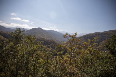 Güneş ışığıyla parlayan görkemli sonbahar ağaçları. Kırmızı ve sarı sonbahar yaprakları. Dramatik bir sahne. Azerbaycan