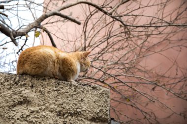 Kedi dekoratif bir duvarın taş basamaklarında yatıyor. Seçici odaklanma, kapat. Bakü 'nün eski sokakları
