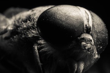 Horsefly veya Gadfly veya Horse Fly Diptera Böceği Macro. Seçici odaklanma. Karışık ışık
