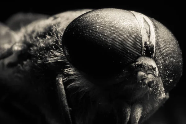 Schreitling Oder Fliege Oder Pferdefliege Diptera Insektenmakro Selektiver Fokus Gemischtes — Stockfoto