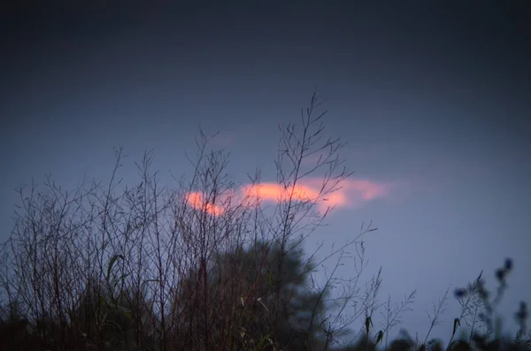 Silhouette dry grass reed flower texture on cloudy blue sky background at dusk sunset. Nature after sundown