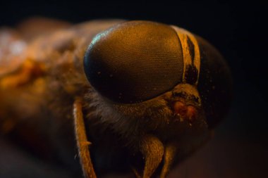Horsefly veya Gadfly veya Horse Fly Diptera Böceği Macro. Seçici odaklanma. Karışık ışık