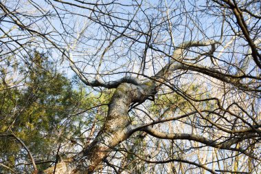 Gün batımı ışık sonbahar ormanda. Güzel doğa arka plan. Güzel orman manzara, parlak güneş ışığı Mayo ile yoluna pines, şaşırtıcı günbatımı, vahşi doğanın güzelliği yapar.