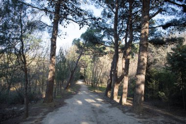 Gün batımı ışık sonbahar ormanda. Güzel doğa arka plan. Güzel orman manzara, parlak güneş ışığı Mayo ile yoluna pines, şaşırtıcı günbatımı, vahşi doğanın güzelliği yapar.