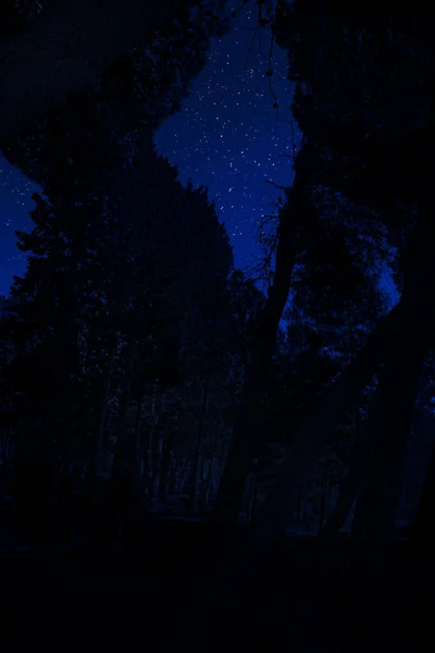 Mountain Road through the forest on a full moon night. Scenic night landscape of country road at night with large moon