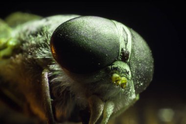 Horsefly veya Gadfly veya Horse Fly Diptera Böceği Macro. Seçici odaklanma. Karışık ışık