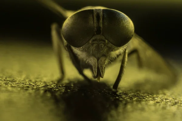 말파리 기구파리는 프테라 매크로 Diptera Insect Macro 선택적 — 스톡 사진