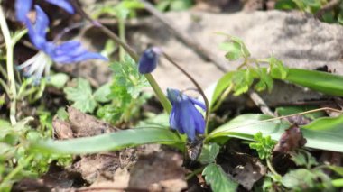 Bahçede açan çiçeklerin yakın plan görüntüleri.