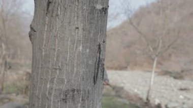 Maskeli ve tüfekli bir adam ormana saldırmaya hazır. Silah doğrultan tehlikeli bir haydut. Dağ yolundaki askeri harekat sırasında özel asker..
