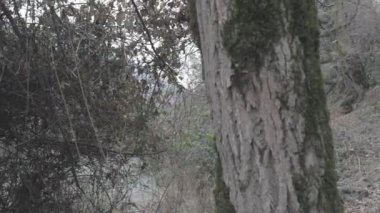 Maskeli ve tüfekli bir adam ormana saldırmaya hazır. Silah doğrultan tehlikeli bir haydut. Dağ yolundaki askeri harekat sırasında özel asker..