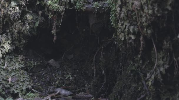 Primer Plano Imágenes Hermosas Hojas Verdes Ramas Bosque — Vídeo de stock