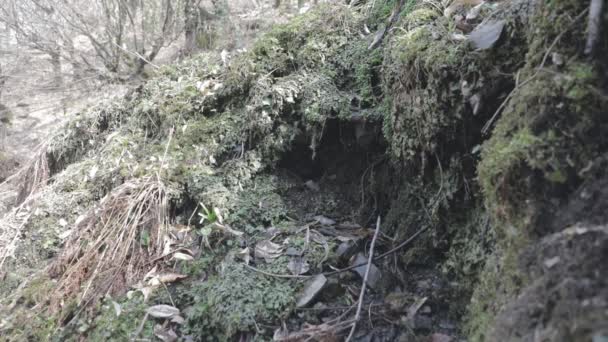 Imagens Close Belas Folhas Verdes Ramos Floresta — Vídeo de Stock