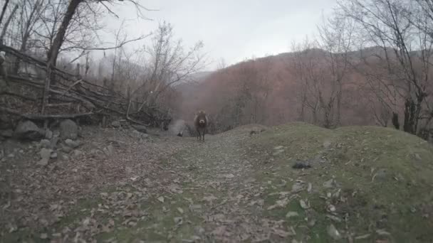 Imagens Cênicas Aldeia Rural Manhã Outonal — Vídeo de Stock