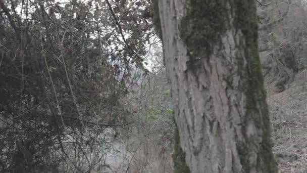 Man Met Masker Aanvalsgeweer Klaar Aan Vallen Het Bos Gevaarlijk — Stockvideo