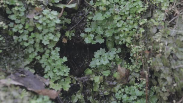 images en gros plan de belles feuilles vertes et des branches dans la forêt 
