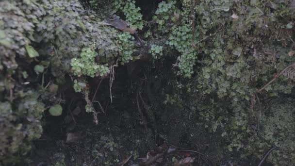 images en gros plan de belles feuilles vertes et des branches dans la forêt 