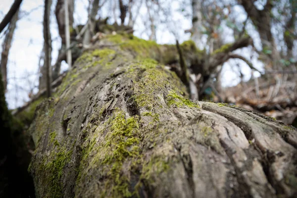 Árvore Com Musgo Raízes Uma Floresta Verde Musgo Tronco Árvore — Fotografia de Stock