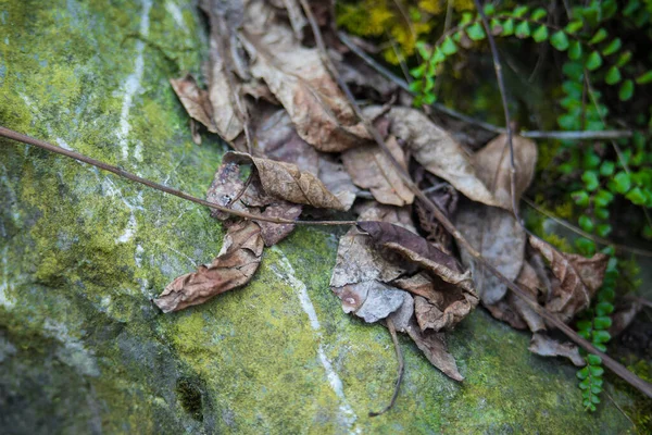 Close Frescura Musgo Verde Crescendo Coberto Chão Pedra Com Gotas — Fotografia de Stock