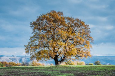 Güneş ışığıyla parlayan görkemli sonbahar ağaçları. Kırmızı ve sarı sonbahar yaprakları. Dramatik bir sahne. Azerbaycan. Seçici odak