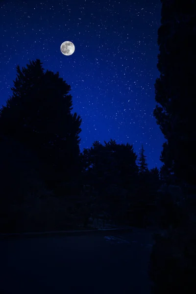 Bergsväg Genom Skogen Fullmåne Natten Natursköna Nattlandskap Landsväg Natten Med — Stockfoto