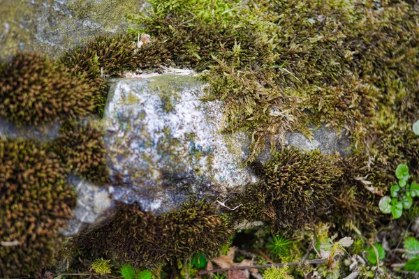 Close Freshness Green Moss Growing Covered Stone Floor Water Drops — Stock Photo, Image