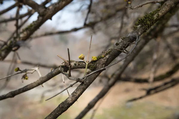 Albero All Inizio Della Primavera Vista Dal Basso Natura Azera — Foto Stock