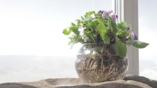 Zeitraffer Aufnahmen Welkender Blume Vase Mit Wasser Auf Sand — Stockvideo