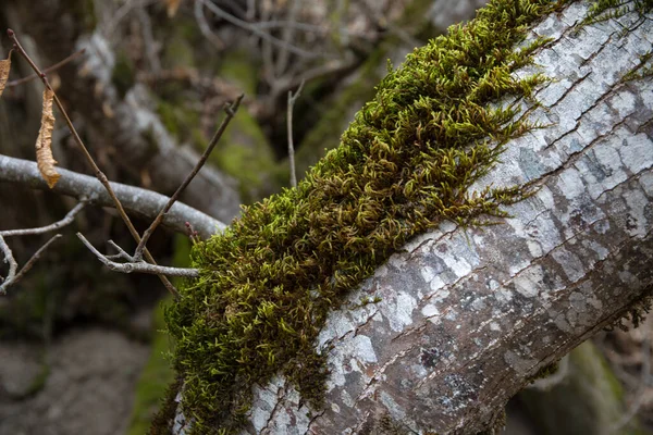 Árbol Con Musgo Las Raíces Bosque Verde Musgo Tronco Del — Foto de Stock