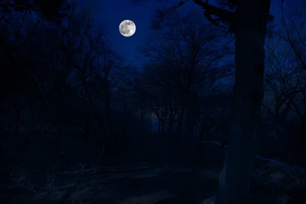 Bela Paisagem Construção Floresta Noite Com Lua Estrelas Casa Abandonada — Fotografia de Stock