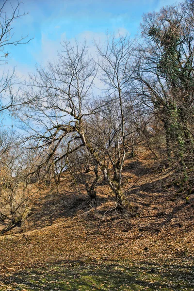 Vue Imprenable Avec Forêt Automne Colorée Beau Paysage Avec Route — Photo