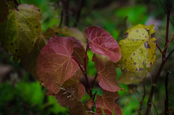 Beautiful Autumn Background Red Green Leaves End Summer Nature Azerbaijan — Stock Photo, Image