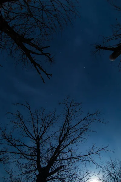 Super Moon Tree Silhouette Winter Forest Night Beautiful Night Landscape — Stock Photo, Image