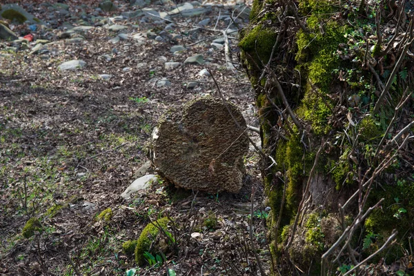 Majestosas Árvores Outono Brilhando Luz Sol Folhas Vermelhas Amarelas Outono — Fotografia de Stock