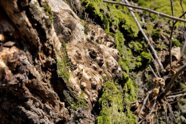 Kökleri yeşil bir ormanda yosun kaplı ağaç ya da ağaç gövdesinde yosun. Yeşil yosunlu ağaç kabuğu. Azerbaycan doğası. Seçici odak.