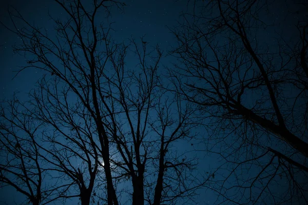 Super Luna Detrás Silueta Del Árbol Bosque Invierno Por Noche —  Fotos de Stock