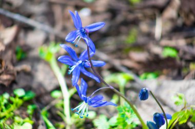 Açık mavi arka planda açık hava yakın çekim makrosuna odaklanarak bahar çiçekleri açıyor. Bahar şablonu çiçek arkaplan duvar kağıdı. Zarif nazik hava narin sanatsal imaj.