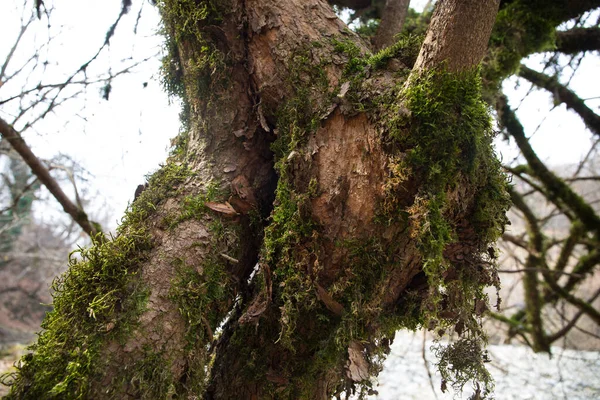 Strom Mechem Kořenech Zeleném Lese Nebo Mech Kmeni Stromu Kůra — Stock fotografie