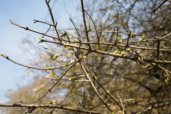 Baum Zeitigen Frühjahr Blick Von Unten Aserbaidschanische Natur Selektiver Fokus — Stockfoto