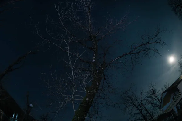 Supermond Hinter Baumsilhouette Winterwald Bei Nacht Schöne Nächtliche Berglandschaft Mondschein — Stockfoto