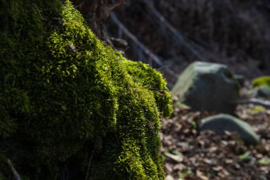 Kökleri yeşil bir ormanda yosun kaplı ağaç ya da ağaç gövdesinde yosun. Yeşil yosunlu ağaç kabuğu. Azerbaycan doğası. Seçici odak.